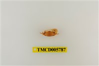 藏品(乳白南方招潮蟹)的圖片